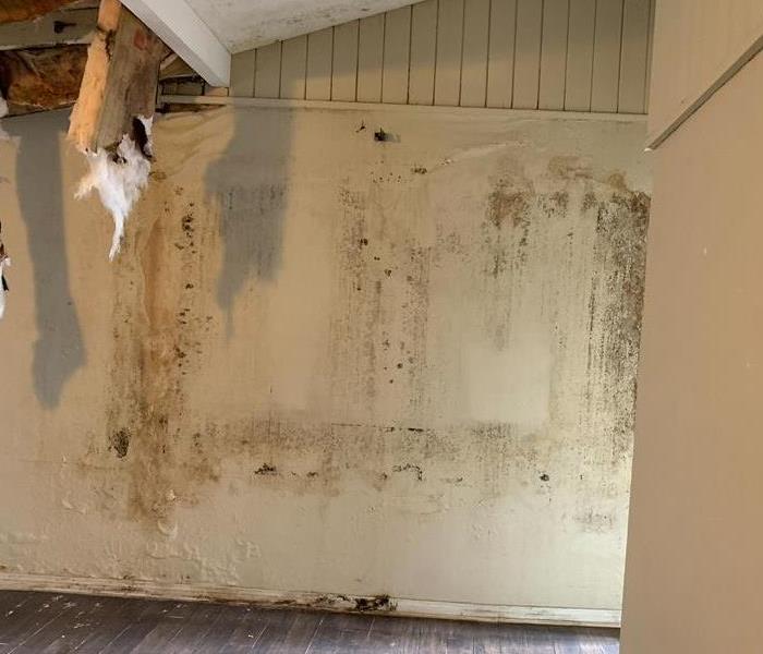 Mold growing on a wall. 